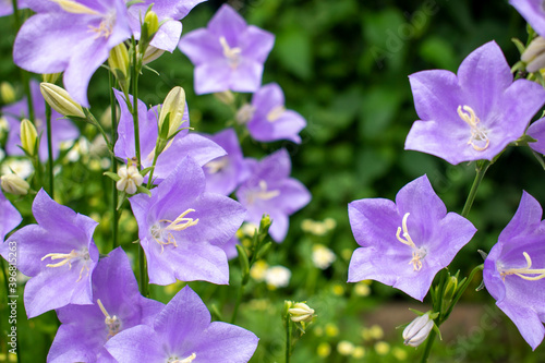 Purple   violet or lilac bellflower flower Campanula in the fresh green spring or summer garden or meadow on a warm sunny day