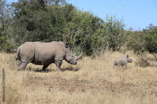 Breitmaulnashorn   Square-lipped Rhinoceros   Ceratotherium Simum