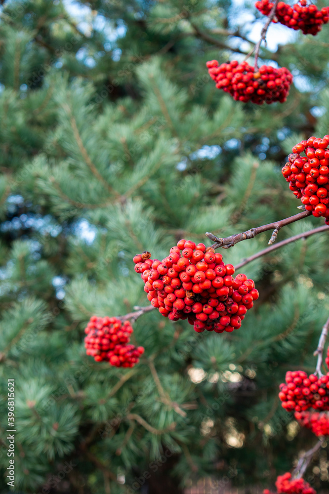 A full bunches of red fresh rowan or mountain-ash in the autumn garden on the green pine trees background A full bunches of red fresh rowan or mountain-ash in the autumn garden on the green pine trees background