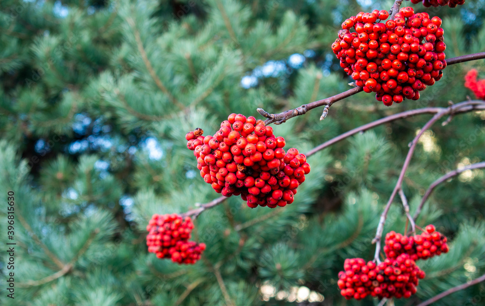A full bunches of red fresh rowan or mountain-ash in the autumn garden on the green pine trees background A full bunches of red fresh rowan or mountain-ash in the autumn garden on the green pine trees background