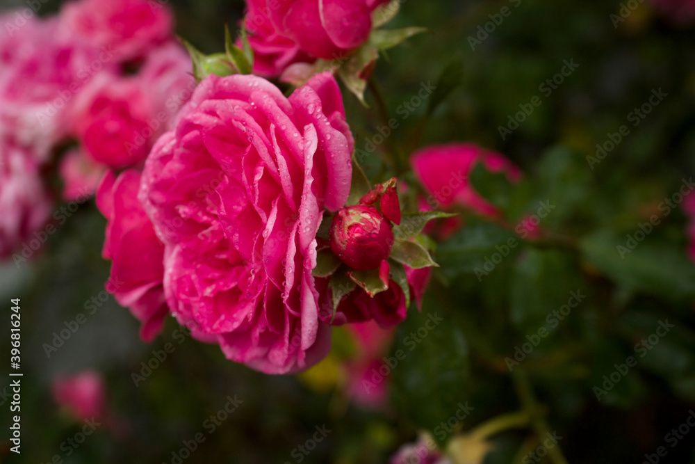 Rose with rose bud