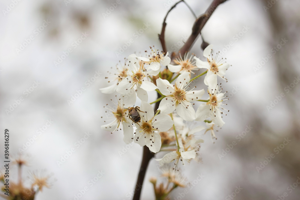 Blossoms on Tree with Bee Blossoms on Tree with Bee