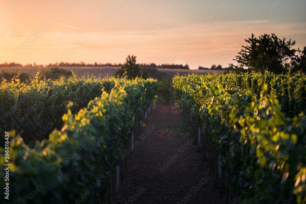 Sunset in a vineyard in South Moravia, Czech Republic