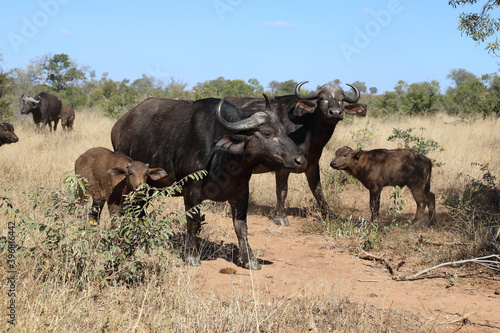 Kaffernbüffel / Buffalo / Syncerus caffer........ © Ludwig