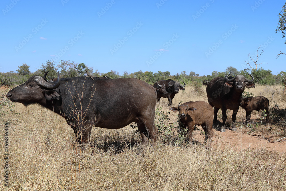 Kaffernbüffel / Buffalo / Syncerus caffer........ Kaffernbüffel / Buffalo / Syncerus caffer........