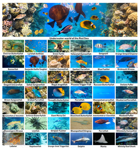The underwater atlas or marine life identification guide. Collection of tropical fishes. Catalog from coral fish at Red Sea - Picasso Trigger Fish, grouper, clownfish and other