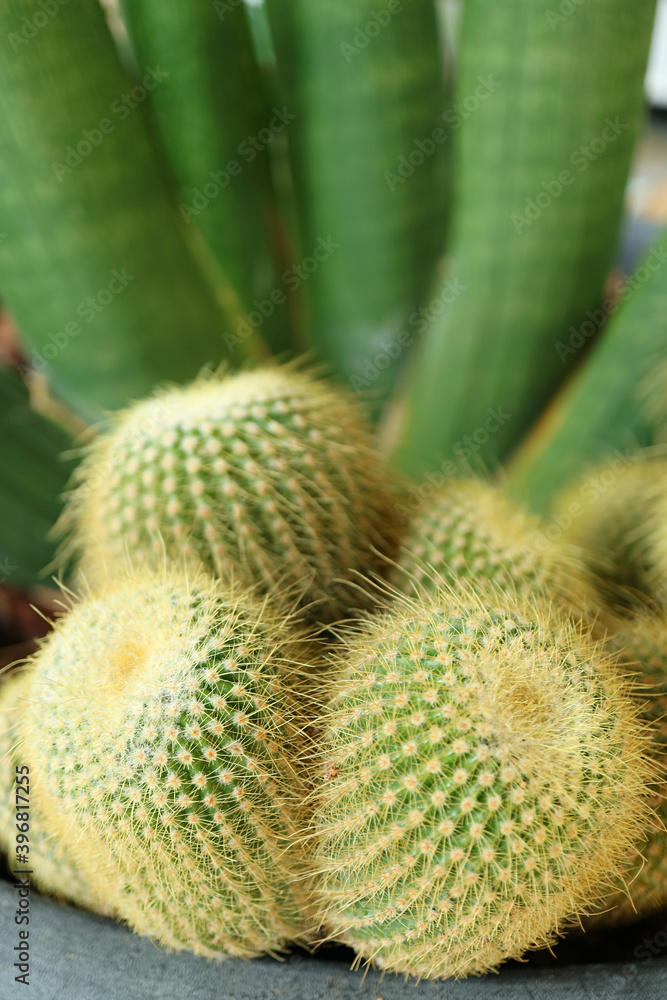 Closeup of Potted Parodia Cactus Plant with Deep Green Succulent Plant in Background Closeup of Potted Parodia Cactus Plant with Deep Green Succulent Plant in Background