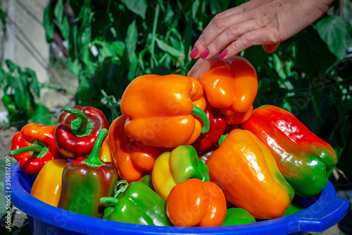 A full c of ripe fresh bell peppers. A woman's hand harvests peppers. Fresh Red Pepper Harvest Close Up photo