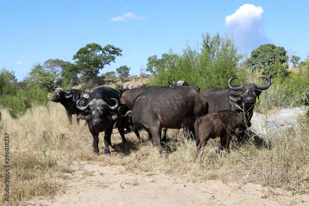 Fototapeta premium Kaffernbüffel / Buffalo / Syncerus caffer.
