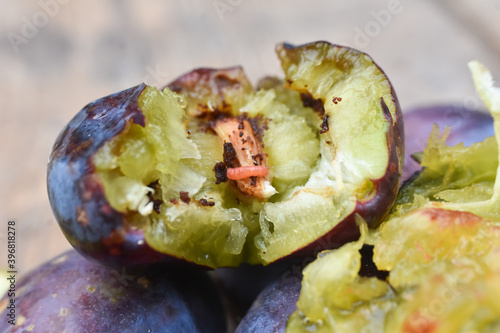 Organic ripe plum with a worm inside. Larva of Plum fruit moth - Grapholita (sometimes Cydia) funebrana in plum fruit