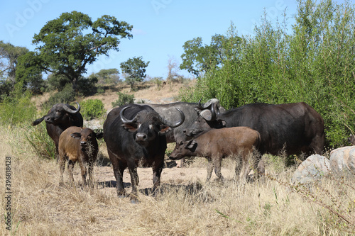 Kaffernbüffel / Buffalo / Syncerus caffer........