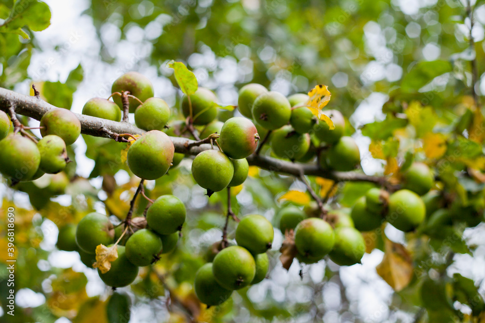 Green crab apples in the wild orchard. Green crab apples in the wild orchard.