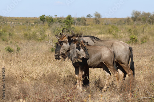 Streifengnu   Blue Wildebeest   Connochaetes taurinus..