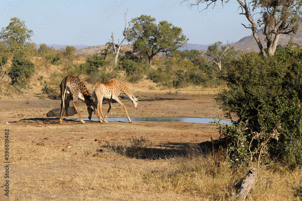 Giraffe / Giraffe / Giraffa Camelopardalis