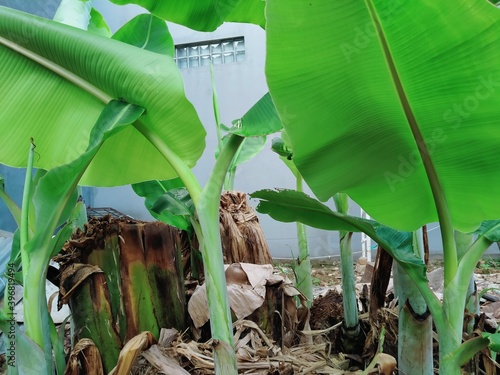 a young banana tree with beautiful leaves