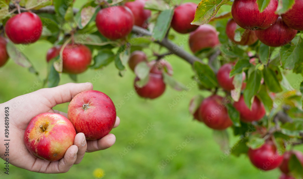 Apple tree Fiesta - beautiful small red apples on the tree in the fruit orchard. Apple tree Fiesta - beautiful small red apples on the tree in the fruit orchard.