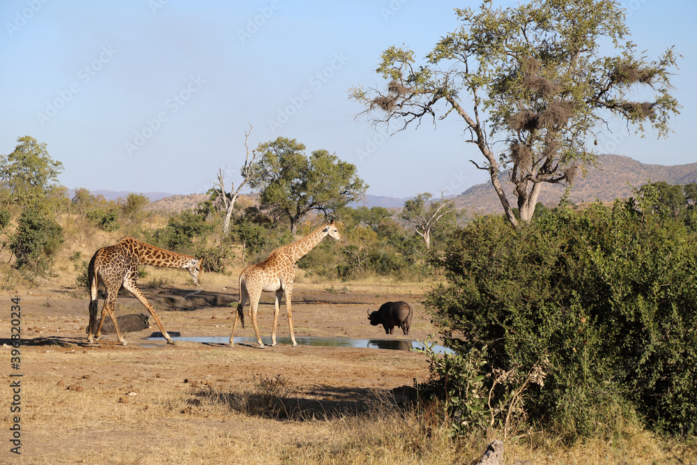 Giraffe / Giraffe / Giraffa Camelopardalis