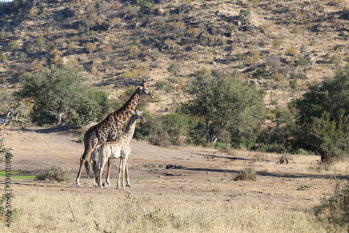 Photography Giraffe / Giraffe / Giraffa Camelopardalis