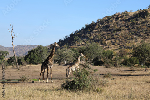 Canvas Print Giraffe / Giraffe / Giraffa Camelopardalis
