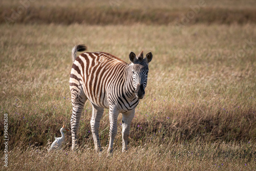 Grazing zebras in Stanford  Klein River Valley  South Africa with cattle egret.