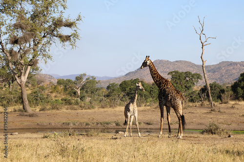 Giraffe   Giraffe   Giraffa Camelopardalis