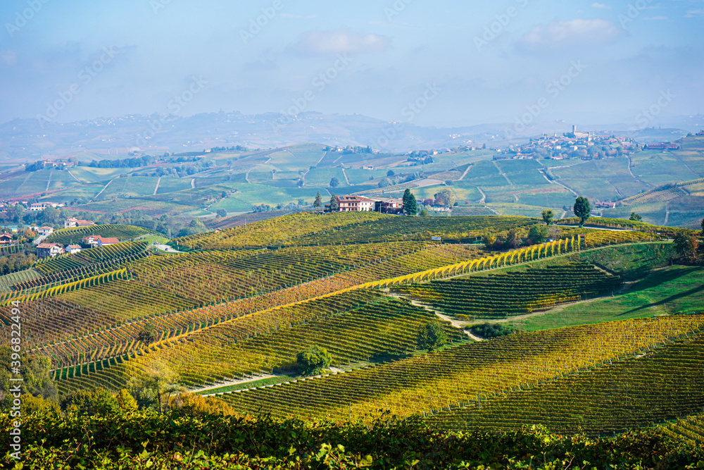 vineyard in the Piedmont valley known as Langhe, Italy
