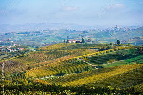 vineyard in the Piedmont valley known as Langhe  Italy 