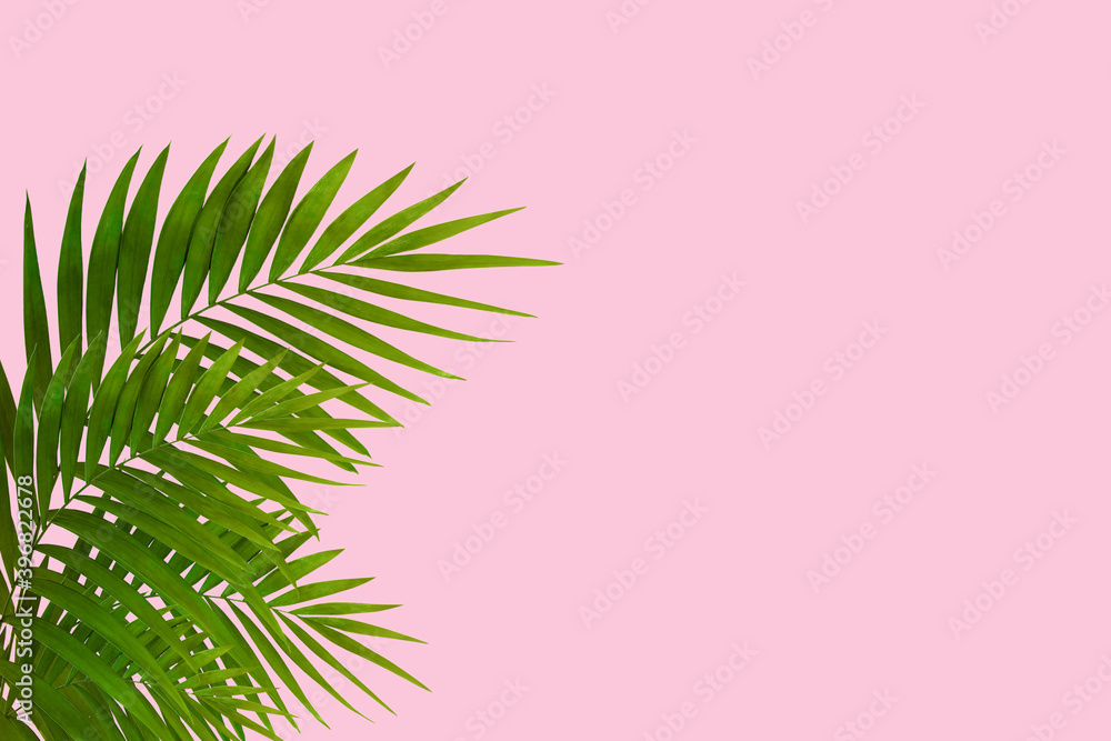 Exotic green tropical palm leaves isolated on pink background. Design for invitation cards, flyers. Abstract design templates for posters, covers, wallpapers with copyspace for text. Exotic green tropical palm leaves isolated on pink background. Design for invitation cards, flyers. Abstract design templates for posters, covers, wallpapers with copyspace for text.