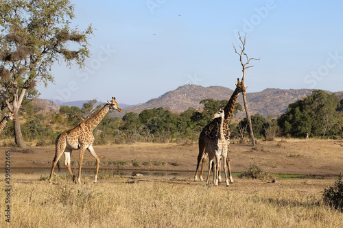 Canvas Print Giraffe / Giraffe / Giraffa Camelopardalis