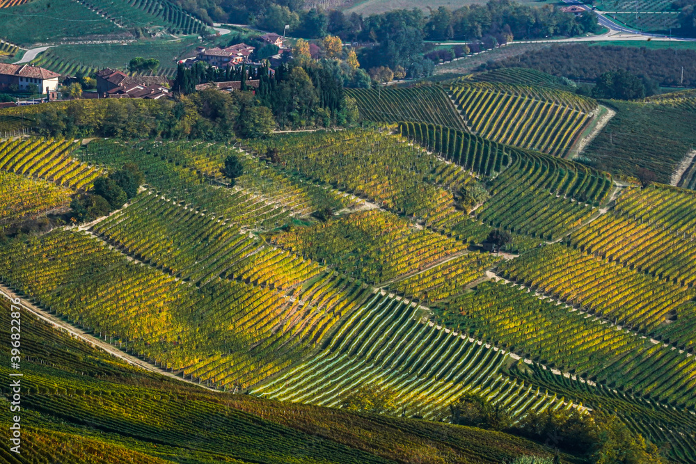 vineyard in the Piedmont valley known as Langhe