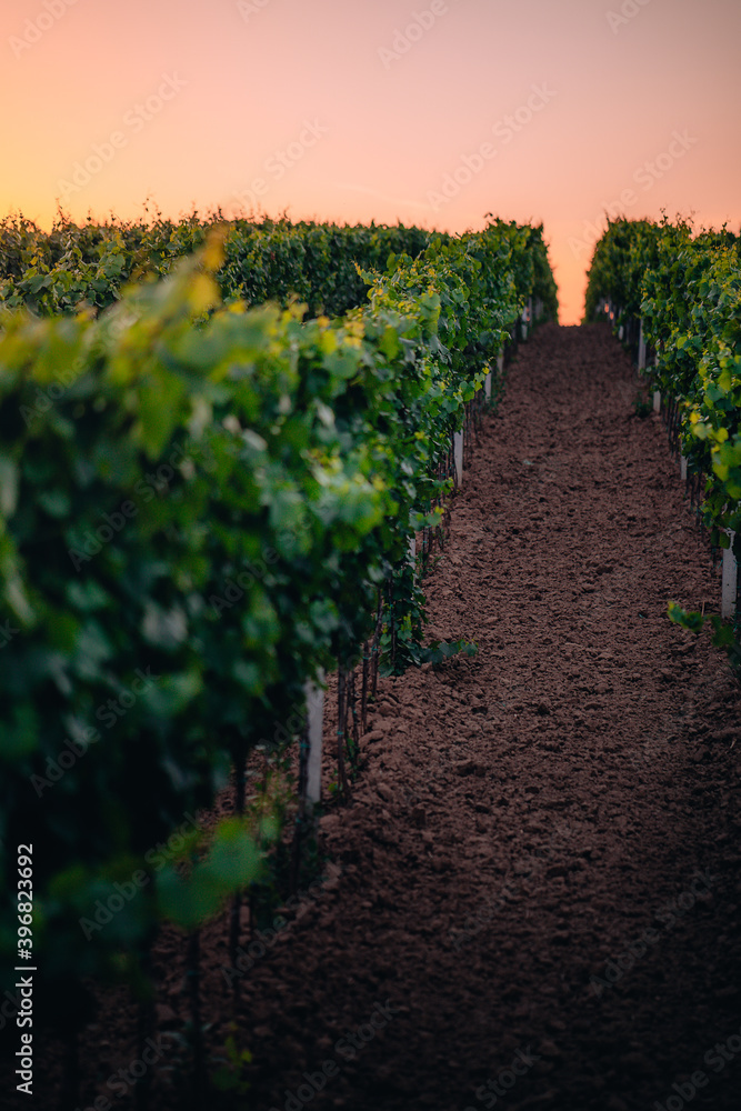 Obraz premium Sunset in a vineyard in South Moravia, Czech Republic