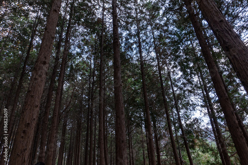 trees in the woods