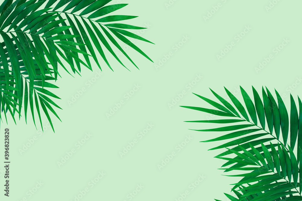 Freshness. Exotic green tropical palm leaves isolated on light background. Design for invitation cards, flyers. Abstract design templates for posters, covers, wallpapers with copyspace for text. Freshness. Exotic green tropical palm leaves isolated on light background. Design for invitation cards, flyers. Abstract design templates for posters, covers, wallpapers with copyspace for text.
