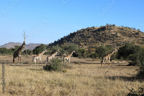 Canvas Print Giraffe / Giraffe / Giraffa Camelopardalis