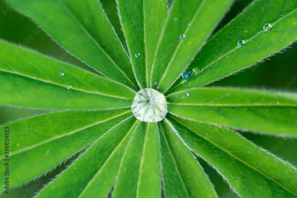 dew drops on a leaf. dew drops on a leaf.