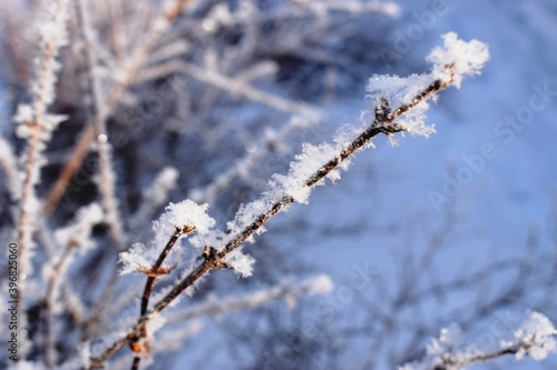 snow covered branches © Ирина Королева
