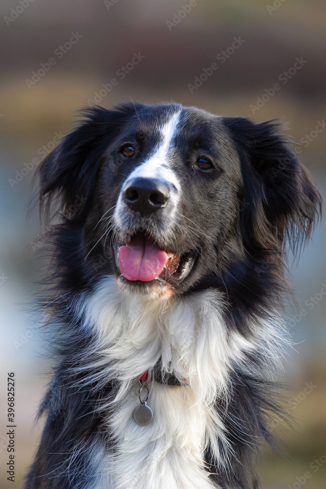 Upper part of a black and white crossbreed of a flatcoat and a border collie dog with its tongue out in front of a blurred background