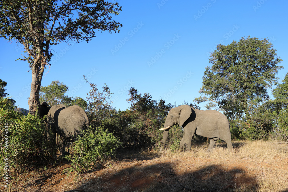 Fototapeta premium Afrikanischer Elefant / African elephant / Loxodonta africana