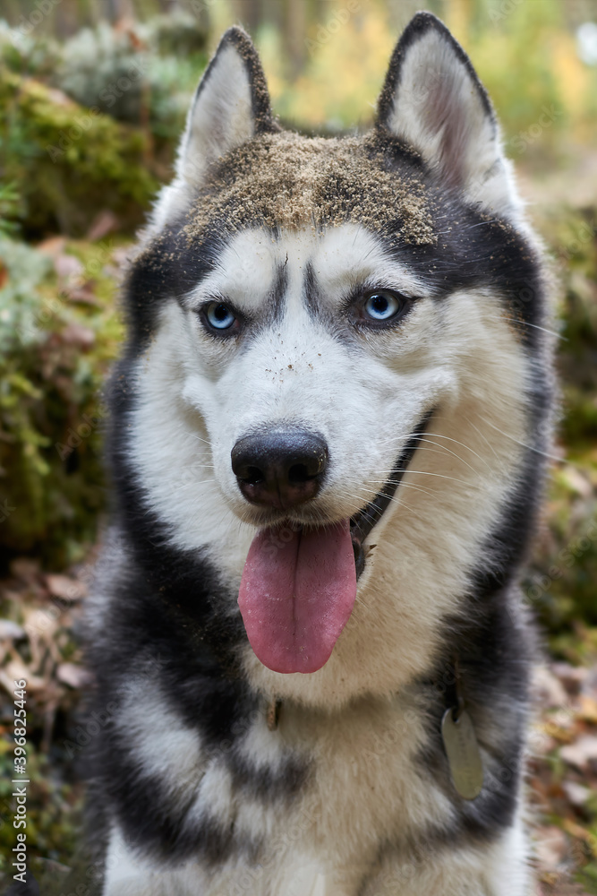 Happy smiling husky dog with tongue out of mouth. Blue-eyed playful siberian husky dog. Muzzle in sand and mud