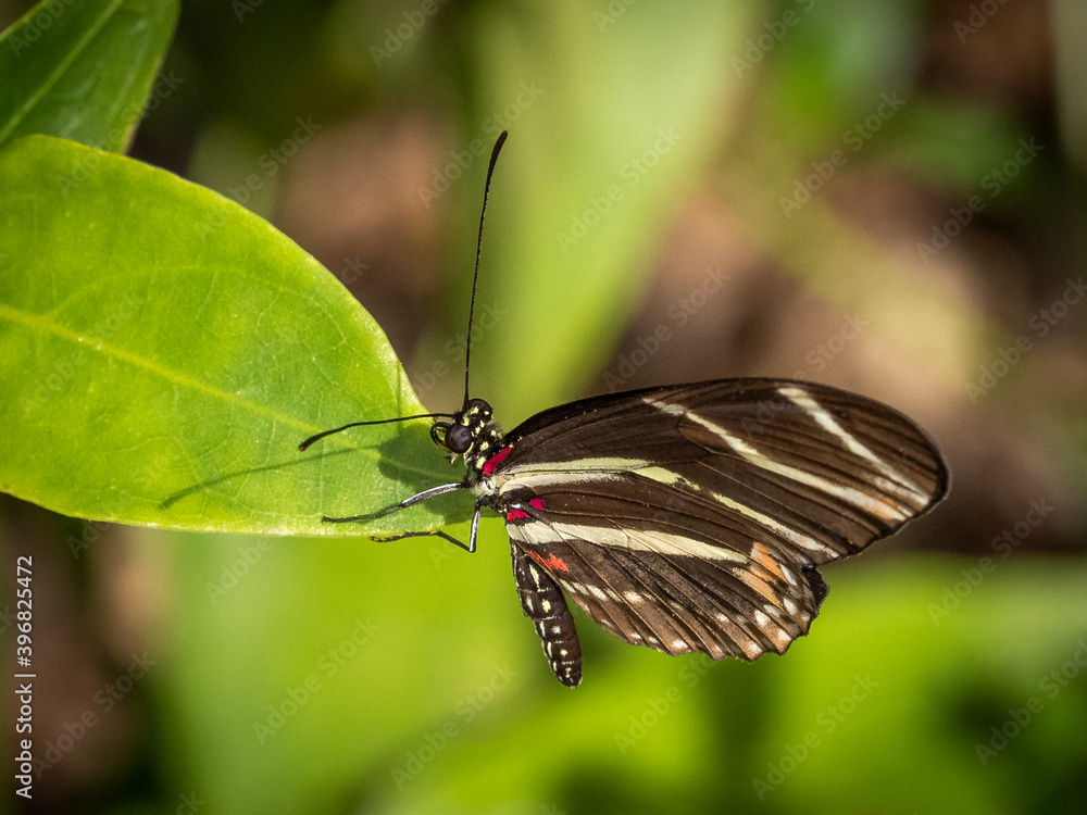 Closeup of a Zebra longwing or zebra heliconian (Heliconius charitonius) Butterfly the Florida state butterfly Closeup of a Zebra longwing or zebra heliconian (Heliconius charitonius) Butterfly the Florida state butterfly
