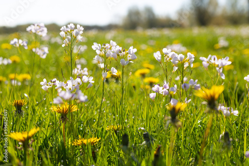 Cuckoo flowers and dandelions in a sunny green meadow from a low viewpoint photo