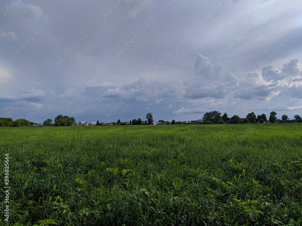 field of wheat