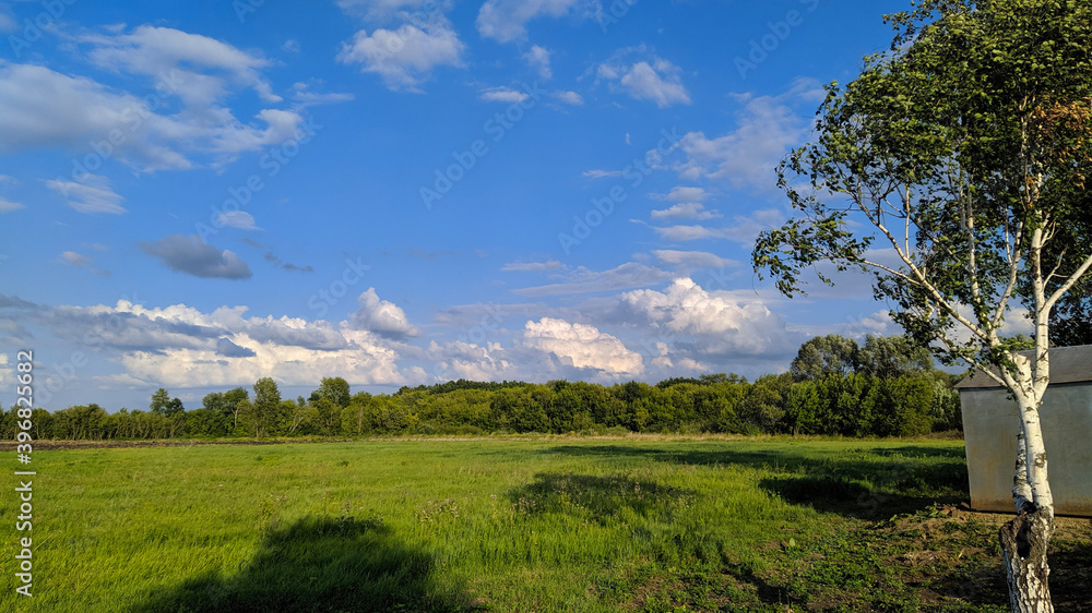 landscape with trees
