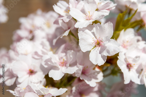 Close up of East Asian Cherry tree blossom during Sakura