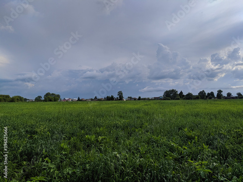 Obraz na płótnie field of wheat w salonie
