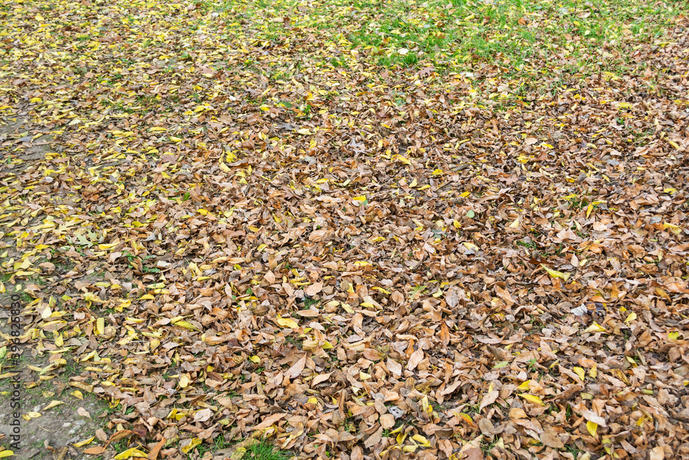 Dry brown foliage on ground, nature fall background. Dry brown foliage on ground, nature fall background.