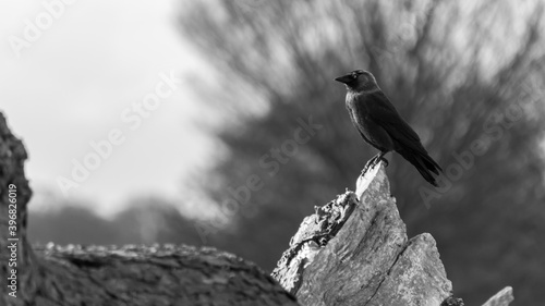 bird in a park, black and white