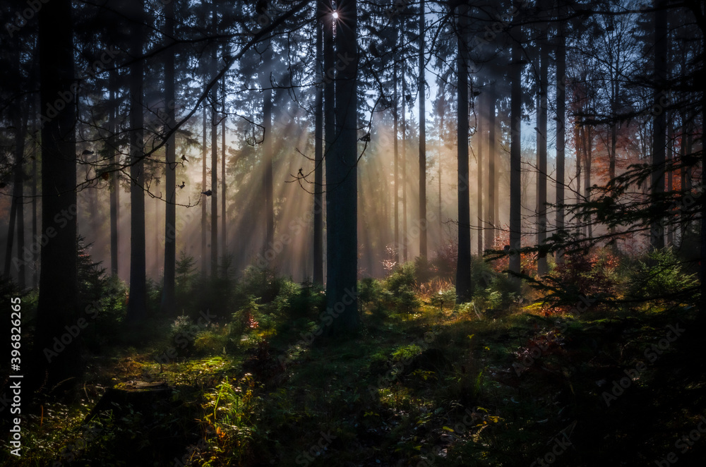 Herbst-Wald am Altkönig, Taunus, Sonnenstrahlen