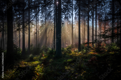 Herbst-Wald am Altk  nig  Taunus  Sonnenstrahlen