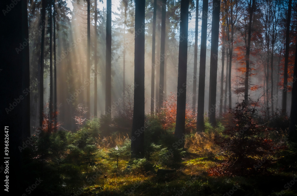 Herbst-Wald am Altkönig, Taunus, Sonnenstrahlen